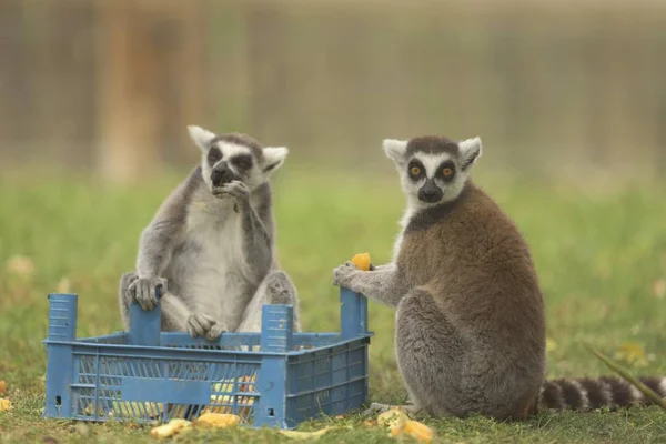 Närbild Lemurer Plocka Frukter Blå Låda Och Äta — Stockfoto