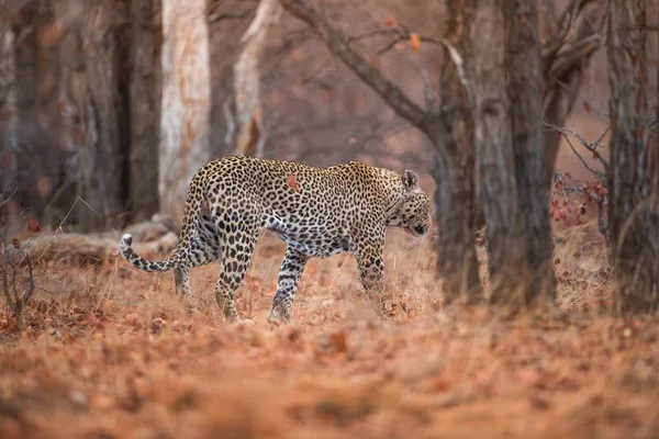 Tiro Seletivo Foco Leopardo Que Anda Floresta — Fotografia de Stock