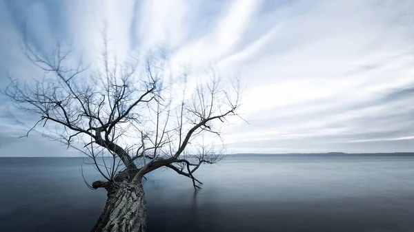 Ett Naket Träd Mitt Havet Iskall Dag — Stockfoto