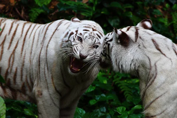 Primer plano de dos tigres blancos rugiendo en la selva — Foto de Stock