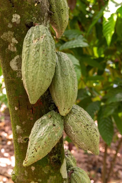 Enfoque Selectivo Vertical Theobroma Cacao Creciendo Árbol Preparándose Para Convertirse —  Fotos de Stock