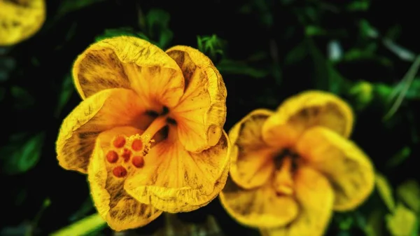 Primer Plano Una Hermosa Flor Amarilla Con Fondo Natural — Foto de Stock