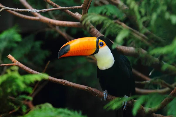 Een Selectieve Focusshot Van Een Toekan Die Een Boomtak Staat — Stockfoto