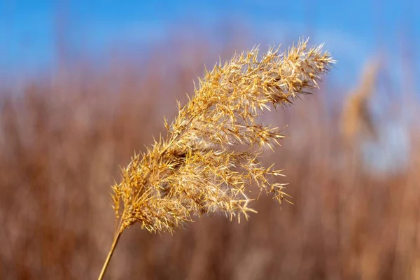 Tiro Close Uma Planta Seca Phragmites Com Fundo Desfocado — Fotografia de Stock