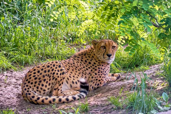 Närbild Vacker Gepard Som Ligger Marken Bland Det Gröna Gräset — Stockfoto