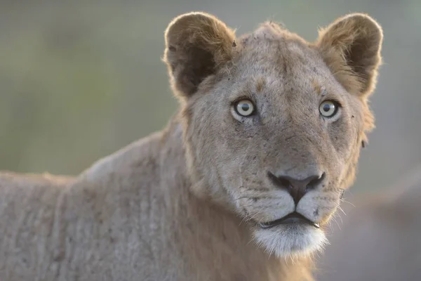 Primer Plano León Mirando Hacia Cámara — Foto de Stock