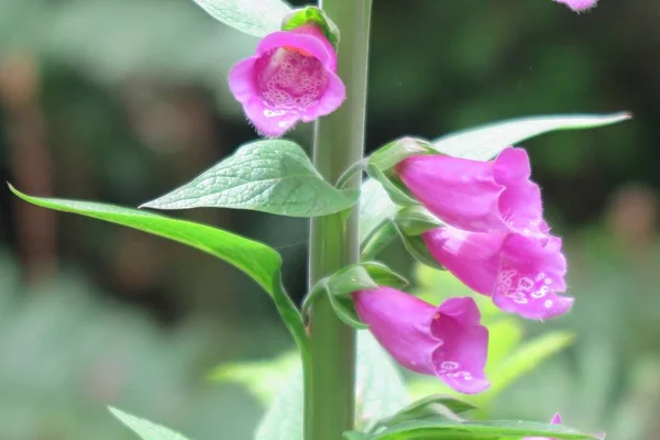 森の真ん中で成長しているピンクの野生の開花植物の選択的な焦点ショット — ストック写真