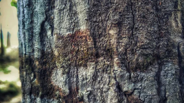 Closeup Shot Tree Trunk Textures — Stock Photo, Image