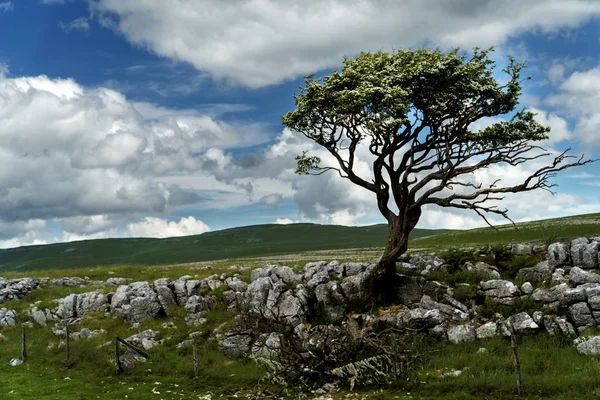 Klippformationer och ett ensamt träd i dalen under den molniga himlen — Stockfoto