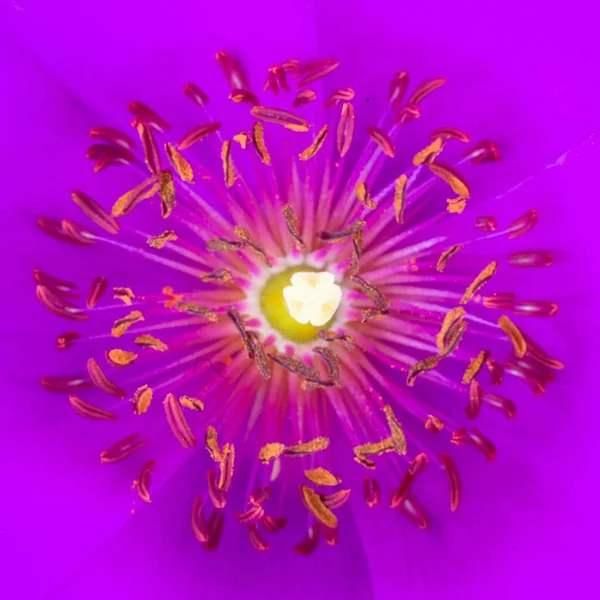 Pembe Mor Bir Çiçeğin Makro Fotoğrafı — Stok fotoğraf