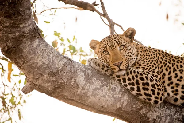 Tiro Close Leopardo Deitado Uma Árvore Enquanto Olha Distância — Fotografia de Stock