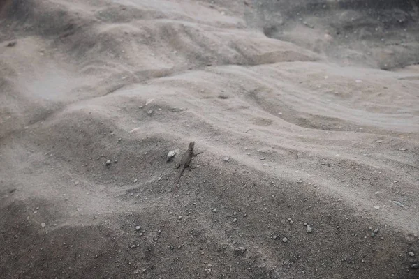 Selective Focus Shot Cute Agama Hanging Out Rock Formation — Stock Photo, Image