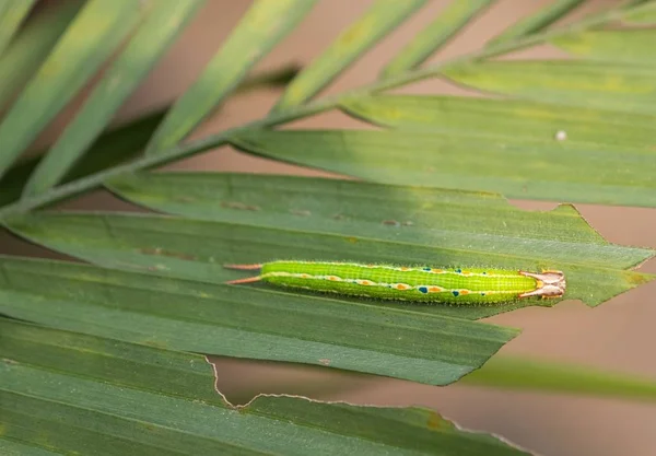 Primo Piano Bruco Cornuto Verde Una Foglia — Foto Stock