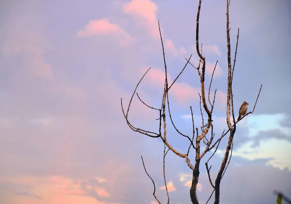 Enfoque Selectivo Árbol Desnudo Bajo Impresionante Atardecer —  Fotos de Stock