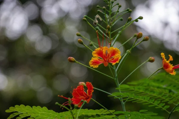 Вибірковий Фокус Рослини Цесальпінії Природі — стокове фото