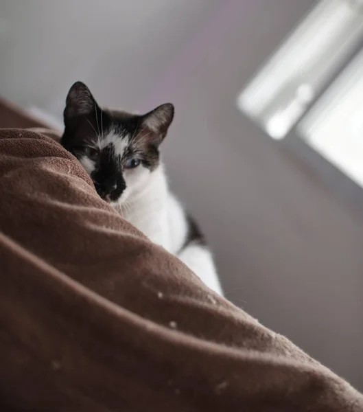 Selective Focus Shot Cute Black White Cat Layin Room — Stock Photo, Image