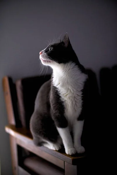 Eine Vertikale Aufnahme Einer Niedlichen Katze Die Ihre Umgebung Genau — Stockfoto