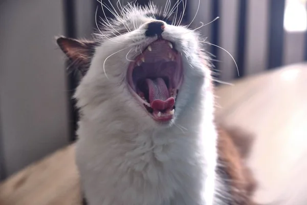 Closeup Shot Cute White Cat Yawning Aggressively — Stock Photo, Image
