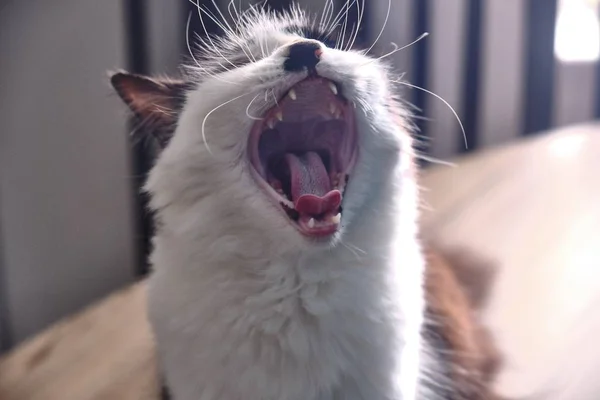 Primer Plano Lindo Gato Blanco Bostezando Agresivamente — Foto de Stock