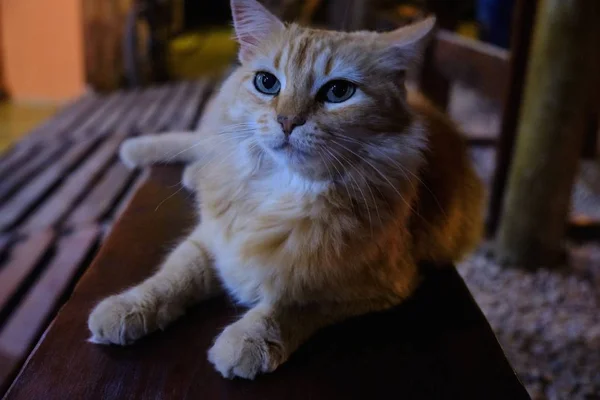 Enfoque Selectivo Lindo Gato Marrón Mirando Fijamente Pared — Foto de Stock