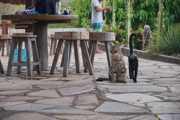 A black and a brown cat hanging out in the yard together