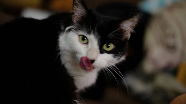 Sebuah Gambar Selektif Close Seekor Kucing Dengan Wajah Lapar Yang — Stok Foto