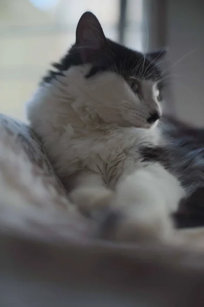 ภาพโฟก สเล อกของแมวน บการแสดงออกทางส สงบ — ภาพถ่ายสต็อก