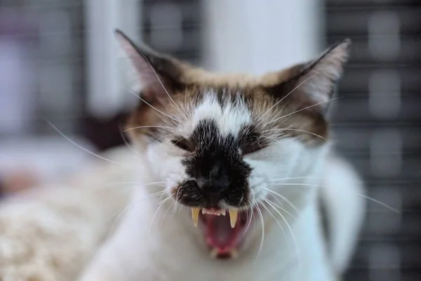 Tiro Foco Seletivo Gato Agressivo Pronto Para Atacar — Fotografia de Stock