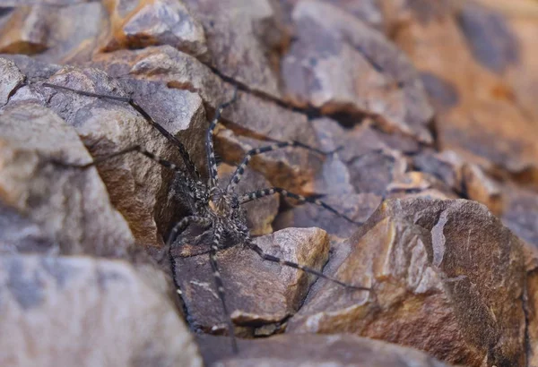 Selective Focus Shot Spider Hanging Out Igneous Rock — Stock Photo, Image