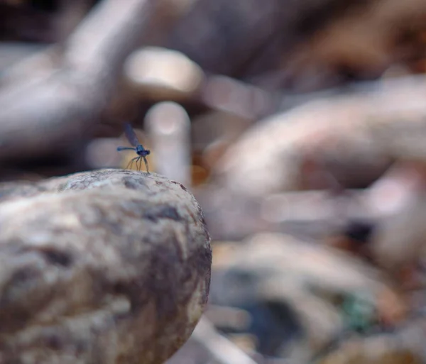 岩の上にぶら下がっている昆虫の選択的焦点ショット — ストック写真