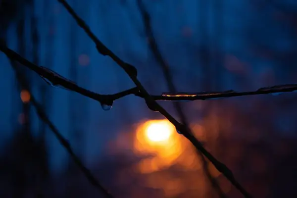 Closeup Shot Sun Setting Autumn Field — ストック写真