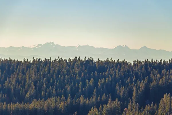 Uma Paisagem Uma Floresta Perene Com Montanhas Cobertas Neve Fundo — Fotografia de Stock