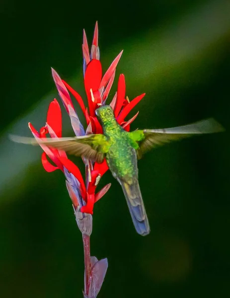 一只绿色的金丝雀在一朵红色的花附近飞舞 背景模糊 特写镜头 — 图库照片