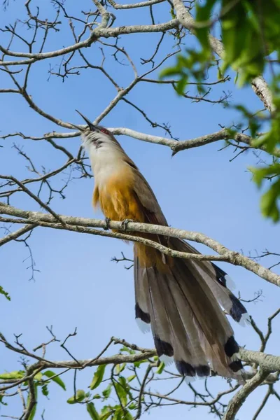 Coucals Doré Assis Sur Une Branche Arbre Entouré Verdure Sous — Photo