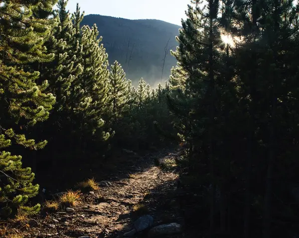 Ağaçlarla Çevrili Bir Ormanda Güneş Işığı Altında Arka Planda Dağlar — Stok fotoğraf