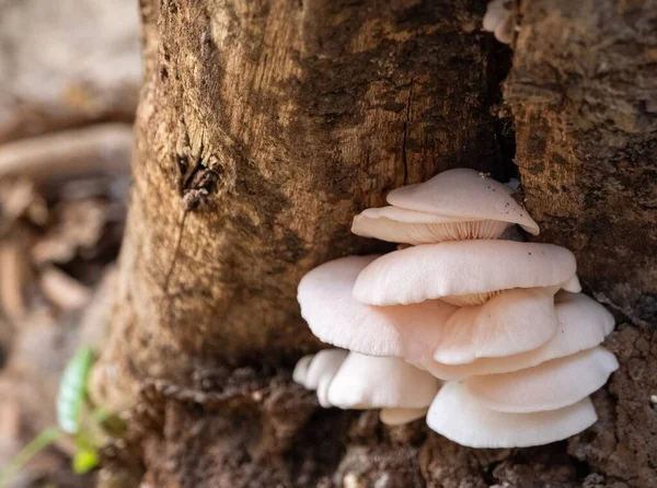 Closeup Shot Tree Fungus Growing Corner Tree — Stock Photo, Image