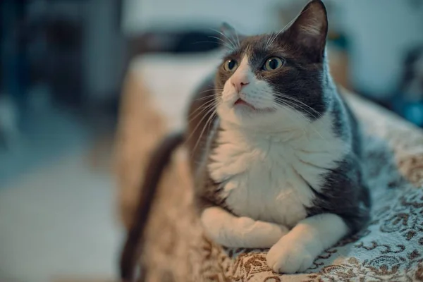 Selective Focus Shot Cute Domestic Cat Carefully Observing Its Surroundings — Stock Photo, Image