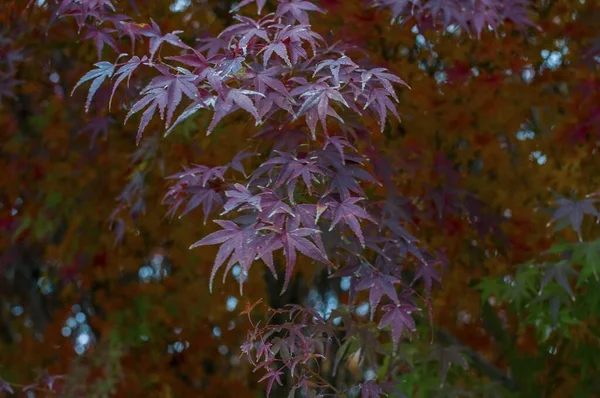 Eine Selektive Fokusaufnahme Eines Schönen Busches Mit Roten Ahornblättern Perfekt — Stockfoto