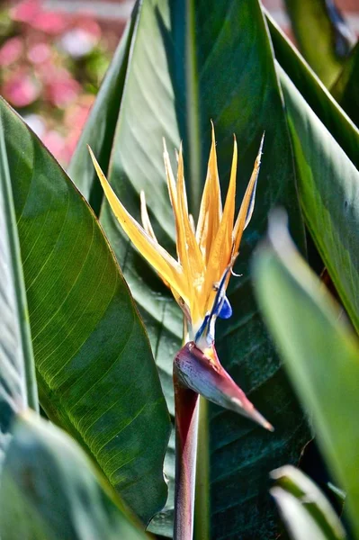 Pássaro Amarelo Flor Paradisíaca Cercado Por Vegetação Sob Luz Sol — Fotografia de Stock