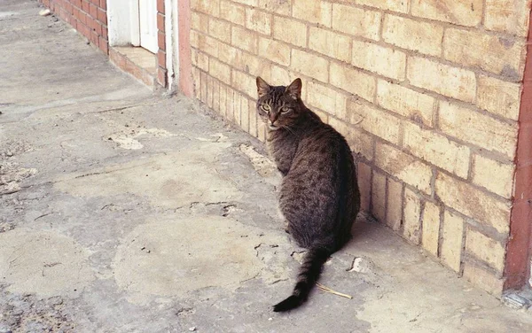 Eine Hinterhältige Katze Die Der Ecke Sitzt Und Nach Ärger — Stockfoto