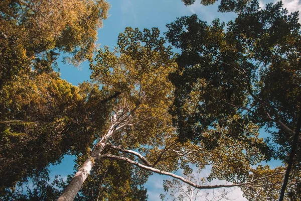 Tiro Ángulo Bajo Árboles Altos Bajo Cielo Azul Claro Ideal — Foto de Stock