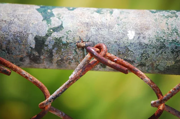 阳光下锈迹斑斑的金属栅栏上一只昆虫的特写镜头 背景是绿色模糊的 — 图库照片