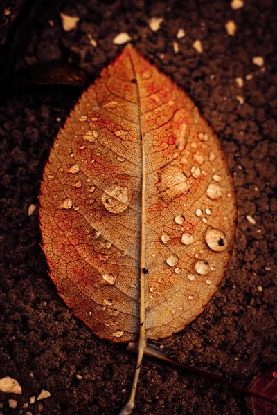 ドロップで覆われた乾燥した葉の垂直クローズアップショット — ストック写真