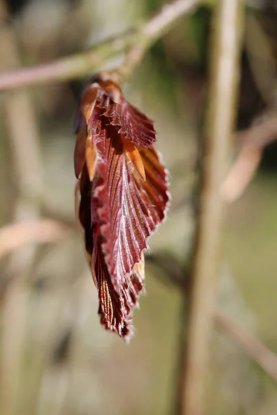 Kırmızı Bakır Kayın Yapraklarının Bulanık Arkaplanda Dikey Yakın Çekimi — Stok fotoğraf
