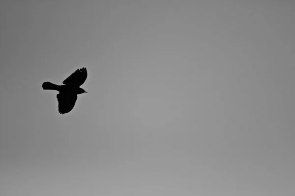 Pássaro Preto Voando Céu Cinzento Durante Dia Uma Imagem Legal — Fotografia de Stock