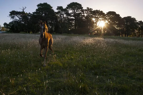 一匹美丽的棕色马带着落日在山谷中疾驰而过 — 图库照片