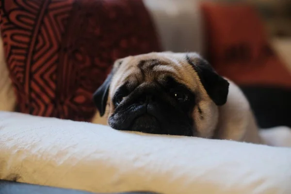 Foco Seletivo Close Pug Bonito Olhando Para Câmera Com Uma — Fotografia de Stock