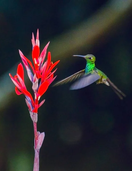 赤い花の近くを飛んでいる緑豊かなハチドリの閉鎖背景がぼやけている — ストック写真