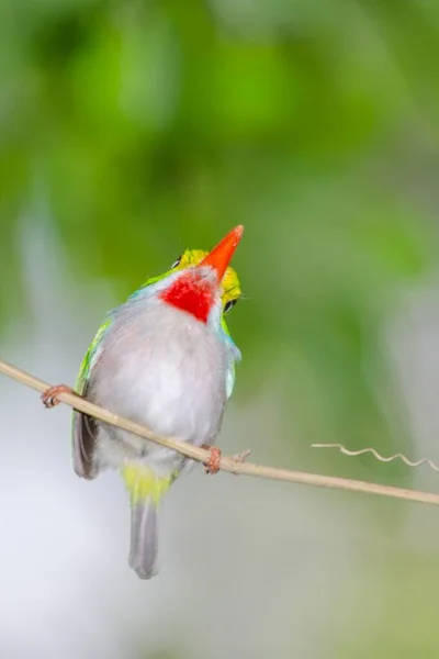 Detailní Záběr Zeleného Kolibříka Červeným Zobákem Stojící Větvi Stromu Rozmazaným — Stock fotografie