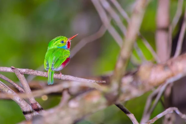 Eine Nahaufnahme Eines Grünen Kolibris Mit Rotem Schnabel Der Auf — Stockfoto